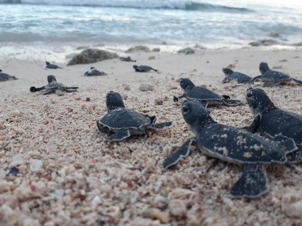La Fundación Eco-Bahia protege más de 100.000 crías de tortugas marinas  y supera los dos millones desde su creación