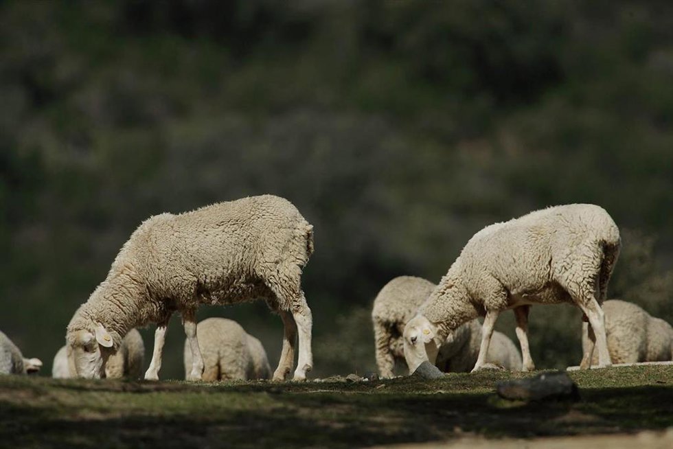 Archivo - Animales pastando.