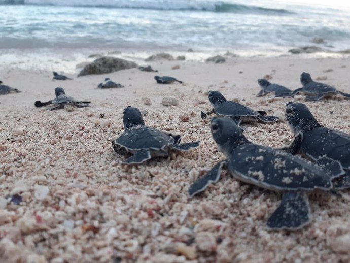 La Fundación Eco-Bahia protege más de 100.000 crías de tortugas marinas  y supera los dos millones desde su creación