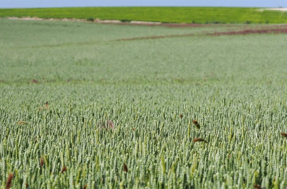 Campo de cereales