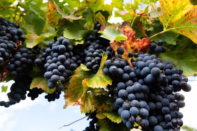 Viñedo