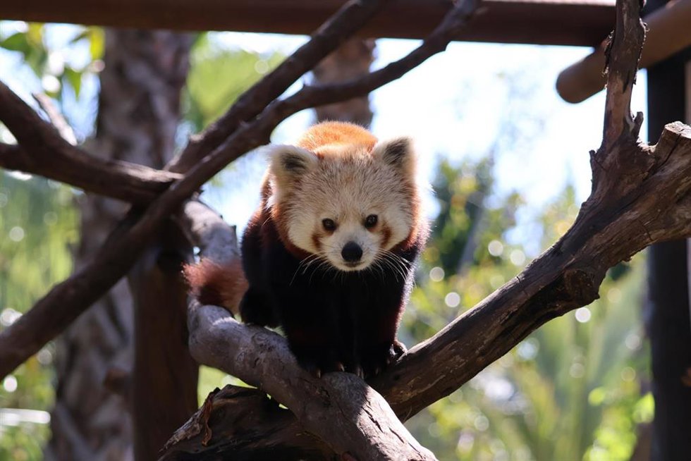 La ilusión por conservar el panda rojo ya tiene nombre en Selwo Aventura: se trata de Jannik, el macho de once meses recién llegado de La Tobeira (Italia). En este momento se encuentra plenamente adaptado a su nuevo hogar.