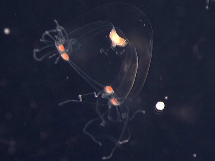 Fotografía de una medusa buganvilla