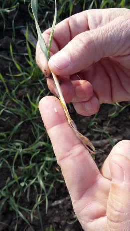 Asaja Córdoba pide poder labrar los rastrojos y barbechos para evitar las plagas de mosquitos.