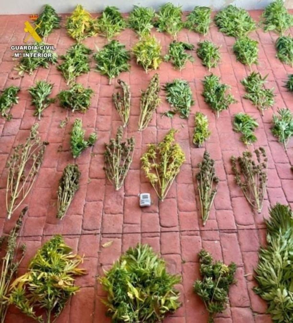 Imagen de las plantas intervenidas