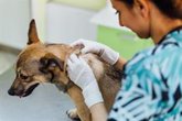 Foto: Empresas.- Sanitas incorpora un seguro para mascotas que ofrece un reembolso del 80% en asistencia veterinaria