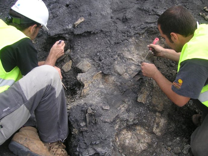 Os restos da tartaruga foram encontrados e escavados na Mina Santa María de Ariño, no município de Ariño (Espanha).