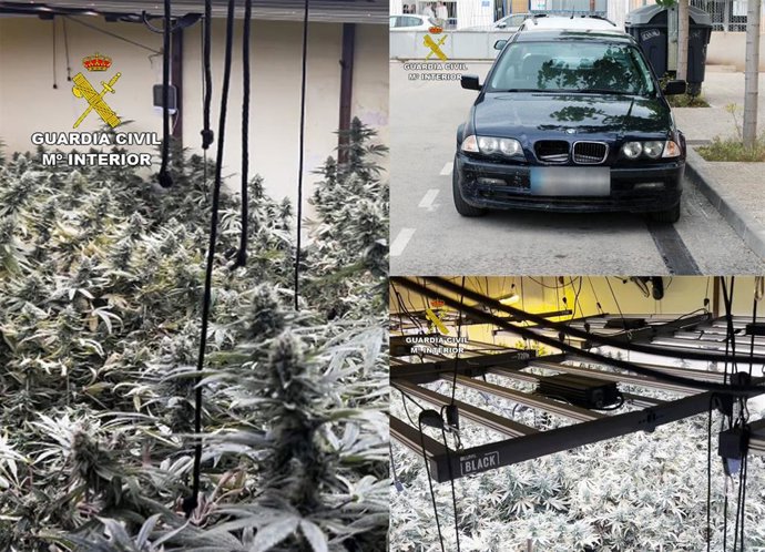 Plantas de marihuana y vehículo intervenido en el marco de la operación 'Karma T'