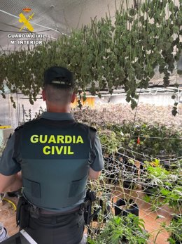 Dos detenidos y seis investigados en el desmantelamiento de una plantación de marihuana en la provincia de Ávila