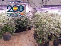 Desmantelada en Cenes (Granada) una plantación 'indoor' con más de mil plantas de marihuana