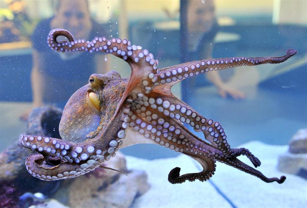 Archivo - Pulpo, a 24 de abril de 2013. 