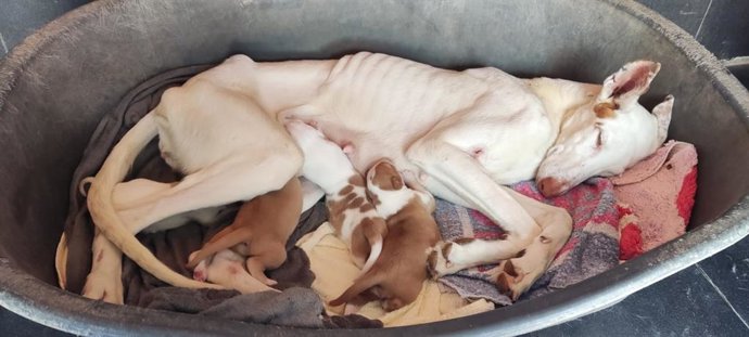 L'Alcora descubre más de 40 perros en condiciones insalubres