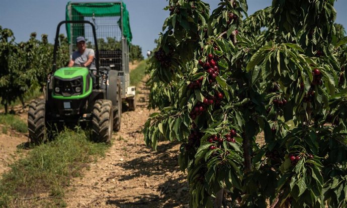 Recolección de cerezas.
