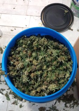 Cabdells de marihuana intervinguts