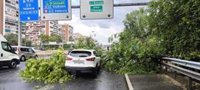 Un árbol cae sobre un coche que circulaba por la M-30 en el distrito de Salamanca