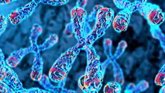 Foto: Los telómeros más cortos se asocian a un mayor riesgo de enfermedades cerebrales relacionadas con la edad