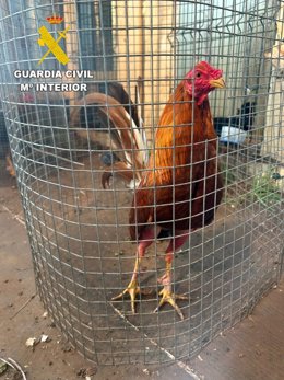 Un dos galos inacuatados na operación Lecoq