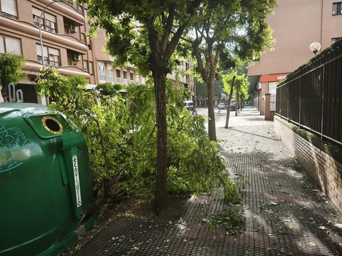 Rama de un árbol arrancada por las tormentas de ayer en la calle Club Deportivo de Logroño