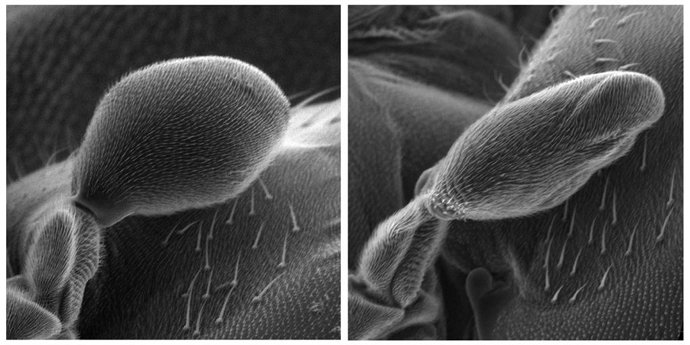 Imagem de microscopia eletrônica mostrando um haltere desenvolvido em condições normais (i) e um haltere deformado em um modelo de mosca-das-frutas geneticamente modificado (d).