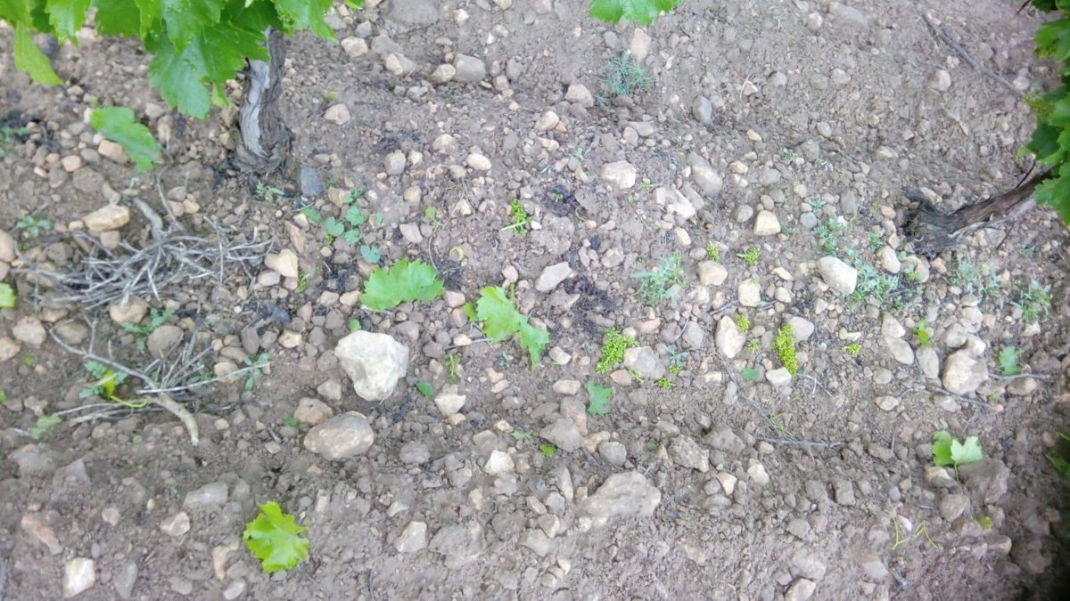 Agroseguro recibe 18.500 hectáreas siniestradas en mayo en CyL, la tercera CCAA más afectada