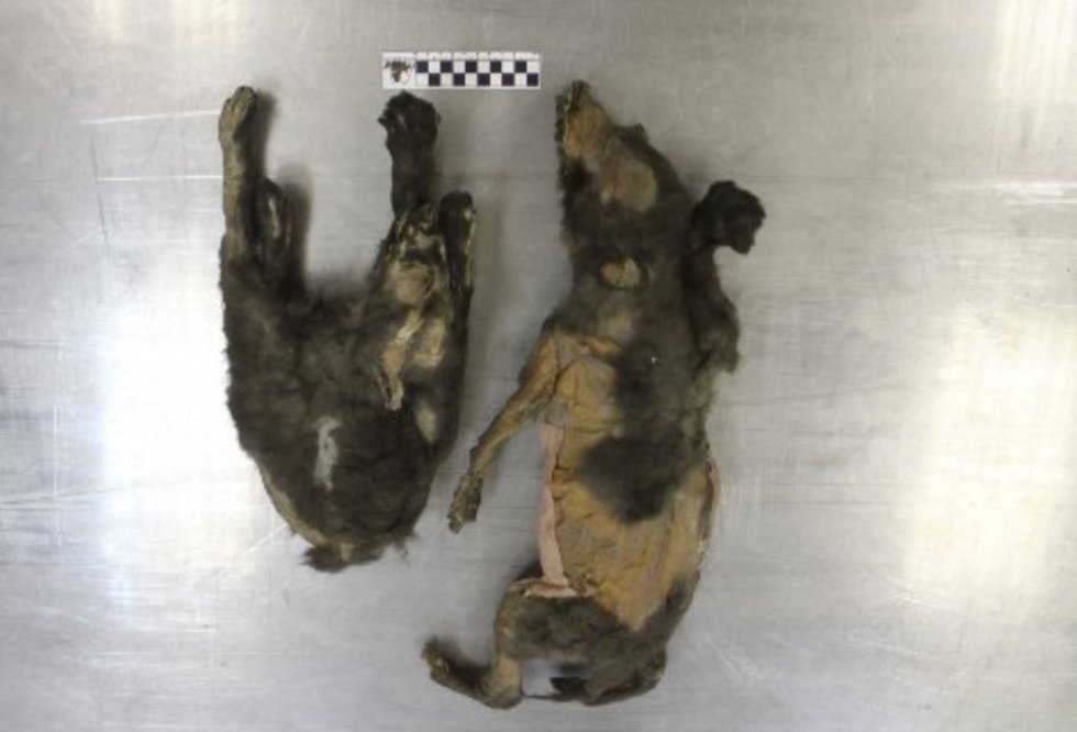 Cachorros de Tumat