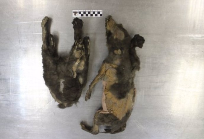 Cachorros de Tumat