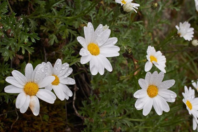 Archivo - La hibridación natural originó tres linajes dentro del género 'Phalacrocarpum' en el cuadrante noroccidental de la península ibérica