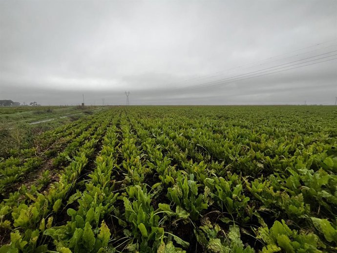 Archivo - Cultivo de remolacha