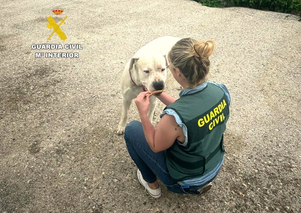 Una agente de la Guardia Civil con el perro, de raza Dogo Argentino, agredido por su dueño