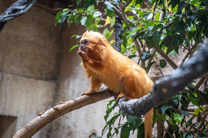 El tití león dorado, símbolo de la conservación en Brasil, encuentra un nuevo aliado en Bioparc Fuengirola