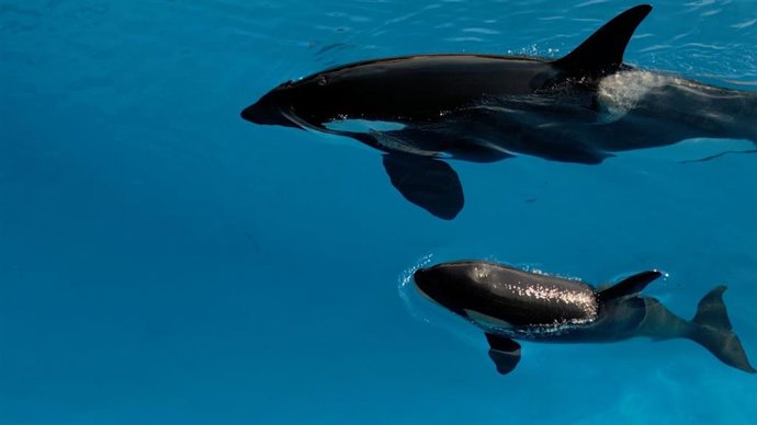 Vídeo de la noticia