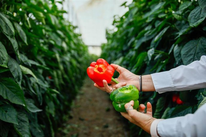 Archivo - Efectos del temporal en un invernadero en El Ejido.  