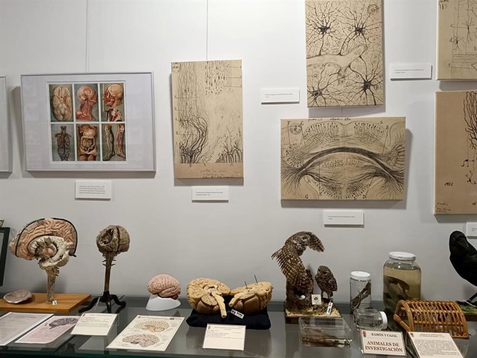 Imegen de la exposición sobre Santiago Ramón y Cajal que acoge el Museoi de las Colecciones de la Universidad de León.