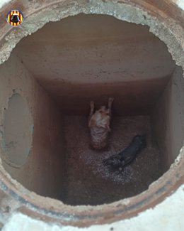 Rescatan a dos perros tras caer por una alcantarilla en Bétera