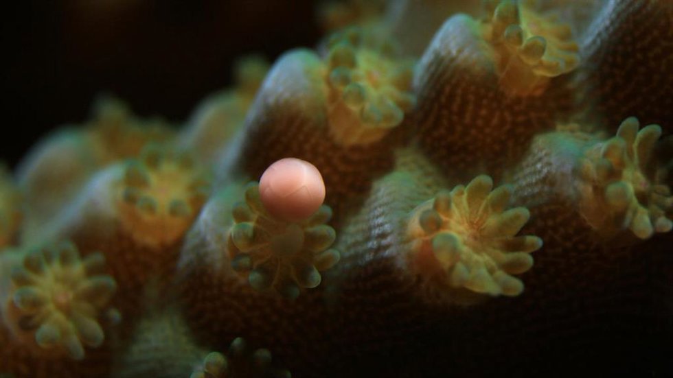 Canon, ONG y científicos crean el primer laboratorio de reproducción de coral en el océano Índico occidental.