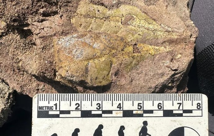 Los investigadores utilizaron fósiles, como éste de una hoja antigua, de un yacimiento del Mioceno temprano en Kenia para aprender más sobre los entornos en los que evolucionaron los primeros simios.