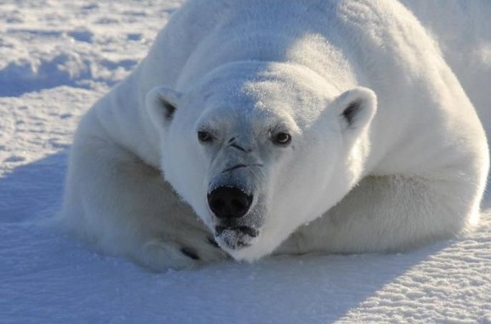 El mercurio (Hg) es un problema ambiental en el Ártico, donde se encuentran altas concentraciones en depredadores superiores como los osos polares y las ballenas dentadas.