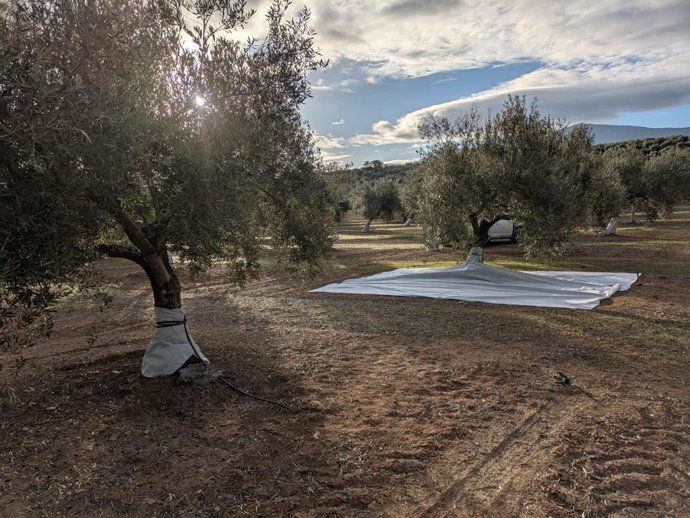 Vista de olivo con la malla