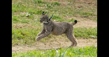 La Junta constata la presencia de al menos cuatro linces ibéricos en Sierra María-Los Vélez (Almería)