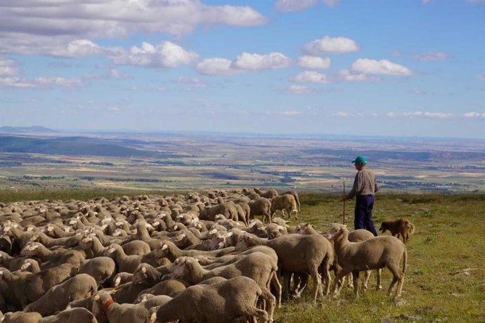 Celebración de la Trashumancia en las Tierras Altas de Soria