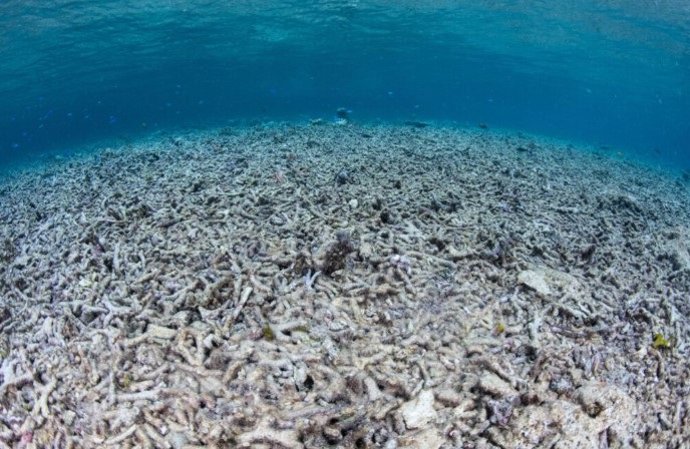 Um estudo fornece novas evidências sobre a gravidade da acidificação dos oceanos.