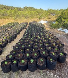 816 Plantas De Marihuana En Macetas A Punto De Ser Plantadas