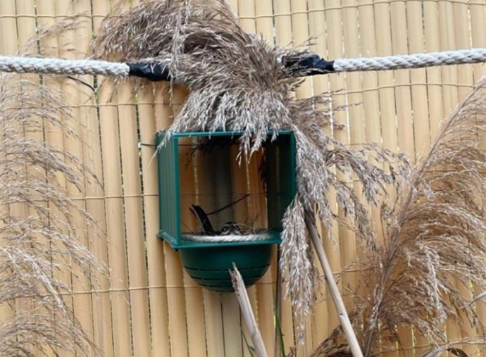 Nido artificial para la cría de Escribano palustre Iberoriental en el Centro de cría de El Saler