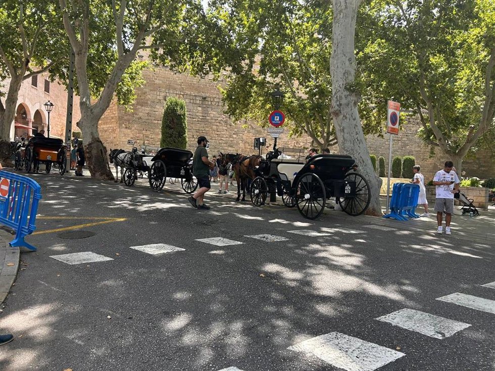 Galeras en Palma.