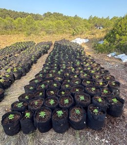 La plantació de marihuana a Vallclara (Tarragona)
