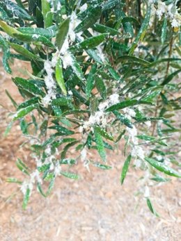 Imagen de un olivo con algodoncillo.