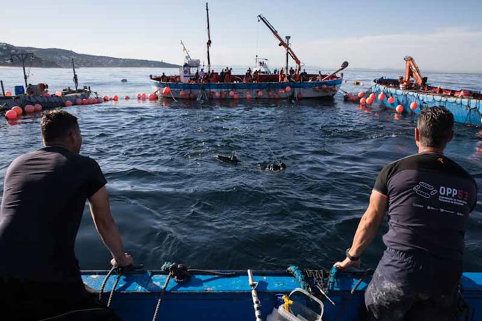 Varios pescadores durante una ‘levantá’ del atún de una de las almadrabas de OPP51.