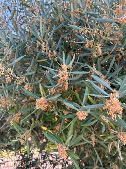 Olivares de la provincia de Córdoba afectados por la plaga de Prays (prays oleae).