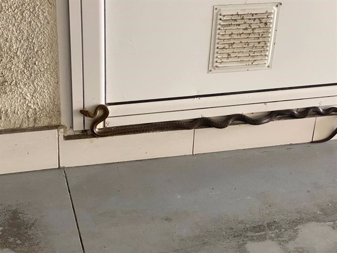 Capturan a una culebra en la puerta de una vivienda en Santander