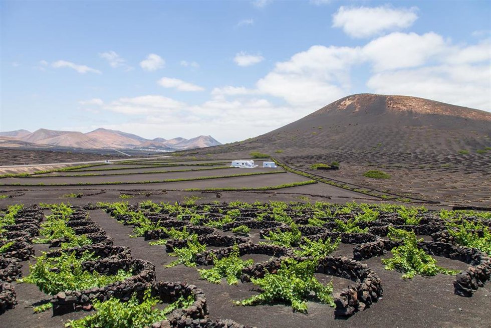 Archivo - La zona de La Geria, en Lanzarote, con sus tradicionales cultivos de vid en hoyos, para proteger las plantas del viento.